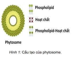 Công nghệ phytosome® tăng sinh khả dụng của các chiết xuất thực vật 1