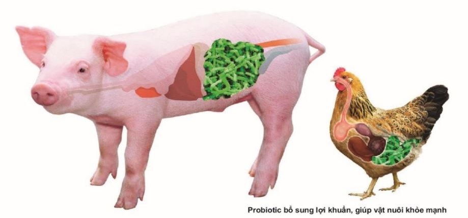 Sử dụng chế phẩm hỗn hợp vách tế bào lợi khuẩn trong chăn nuôi lợn thịt tại Nghệ An 