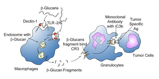 beta glucan tăng cường miễn dịch, nguyên liệu tăng miễn dịch