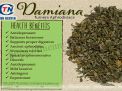 Damiana extract là gì? Chiết xuất damiana có tác dụng gì?